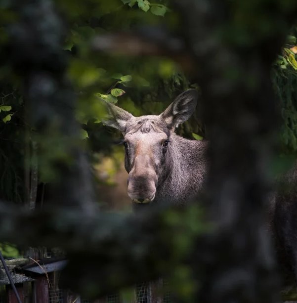 Best wildzy login in Sweden
